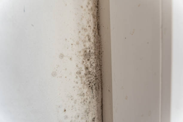 Best Mold Removal for HVAC Installations  in Valley Cottage, NY
