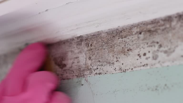 Best Black Mold Removal  in Valley Cottage, NY